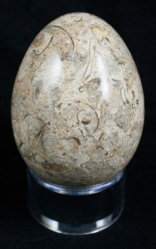 Decorative Fossil Coral Egg #2124